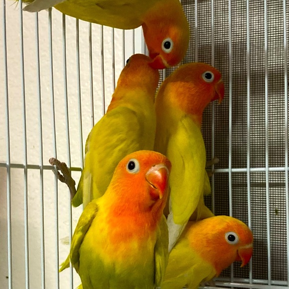 Meet your Posher, Susana - Picture 1 of 1